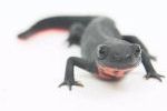 Lizard